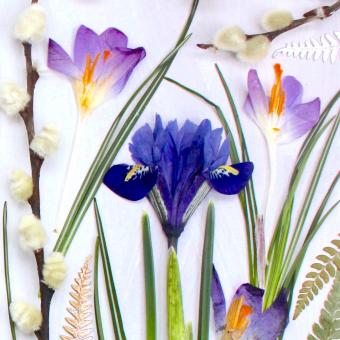 Flower Press -all seasons card range : FP19 Iris and Crocus