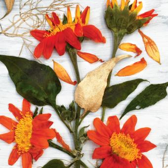 Flower Press -all seasons card range : FP42 NEW! TITHONIA 