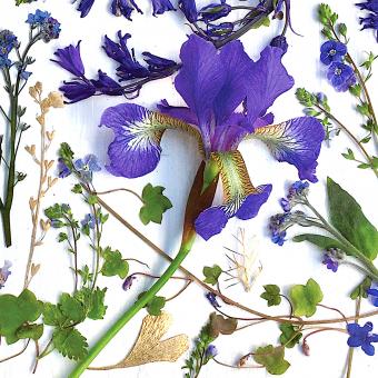 Flower Press -all seasons card range : NEW! FP58 Siberian Iris