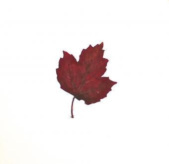 Flower Press -all seasons card range : RLV 1  Viburnum, natural red