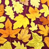 Flower Press -all seasons card range : FP 11  Autumn Leaves 