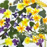 Flower Press -all seasons card range : FP23  Violets 