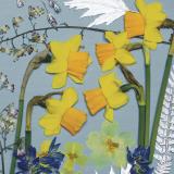 Flower Press -all seasons card range : FP 32  Narcissi