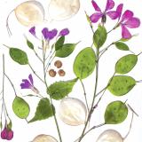 Flower Press -all seasons card range : FP38 Lunaria (Honesty)