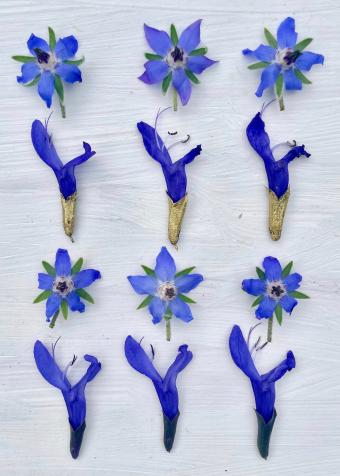 Flower Press -all seasons card range : NEW! BG28 Borage & Salvia