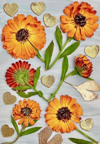 Flower Press -all seasons card range : New! BG29 Calendula 