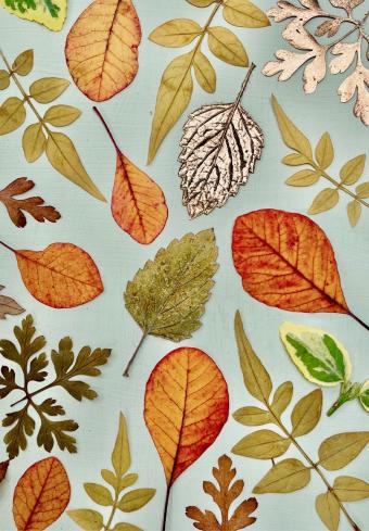 Flower Press -all seasons card range : New! BG30 Leaves One 