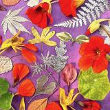 Flower Press -all seasons card range : NEW! FP61 Nasturtium 