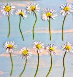 Flower Press -all seasons card range : NEW! FP63 DAISIES