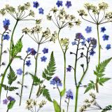 Flower Press -all seasons card range : FP66 Mayflower ForgetMeNot